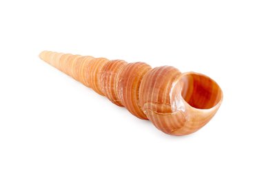 Beyaz arka planda büyük parlak deniz kabuğu. Yakın plan deniz kabuğu beyaz arkaplanda izole edilmiş..  