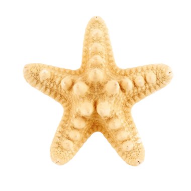 Beyaz arka planda güzel bir denizyıldızı. Plaj nesnesi. 