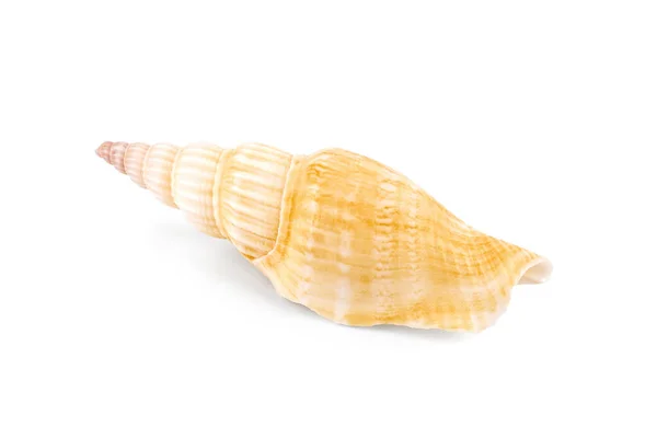 Große Helle Muschel Auf Weißem Hintergrund Muschel Nahaufnahme Isoliert Auf — Stockfoto
