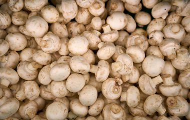 Arka plan olarak taze şampiyon mantarları, üst manzara. Mantar şampiyonu arkaplan dokusu.