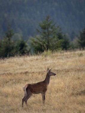 Vahşi bir geyik, koyu yeşil ağaçların yoğun arka planında, güneşli, altın çimenli bir tarlada duruyor..
