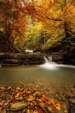 Sonbahar ormanlarında, zemini kaplayan ve tepe örtüsünden sarkan altın yapraklarla çağlayan bir akarsuyun canlı uzun pozlama görüntüsü..