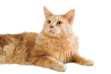 zencefil maine coon kedi