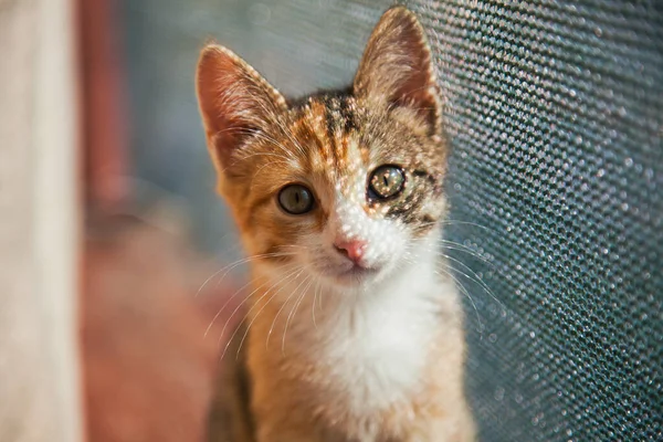 Closeup portrait of red kitten in natural light, pet looking at camera