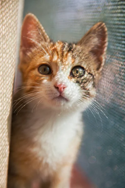 Closeup portrait of red kitten in natural light, pet looking at camera