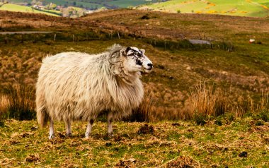 Vahşi sahnesinde koyun 