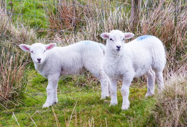 Young Lambs in the Mourne Mountains clipart