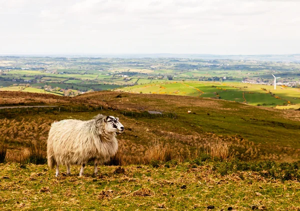 野生的场景中的羊 — 图库照片