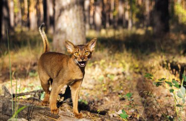 Heyecanlı abyssinian parkta yürüyen kedi kamera gülümseyen