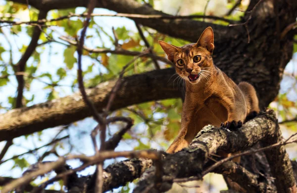 Gato assustado ao ar livre na árvore — Fotografia de Stock