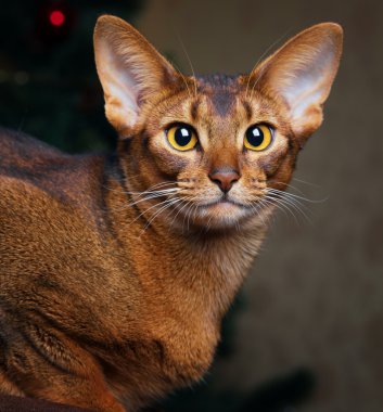 Sakin purebred abyssinian kedi kahverengi kanepede yalan