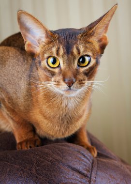 Sakin purebred abyssinian kedi kahverengi kanepede yalan