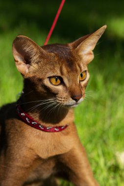 Abyssinian cat outdoors clipart