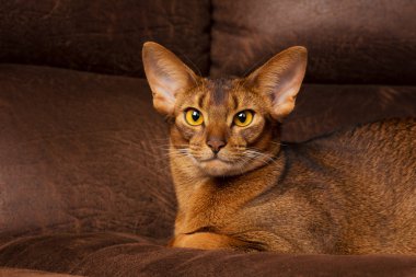 Sakin purebred abyssinian kedi kahverengi kanepede yalan