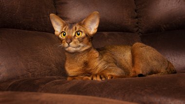 Calm purebred abyssinian cat lying on brown couch clipart