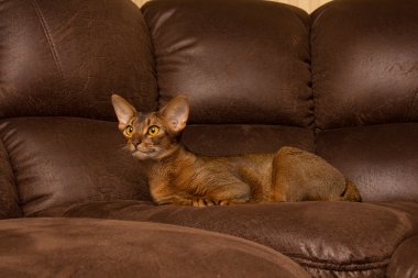 Sakin purebred abyssinian kedi kahverengi kanepede yalan
