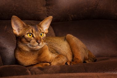 Calm purebred abyssinian cat lying on brown couch clipart