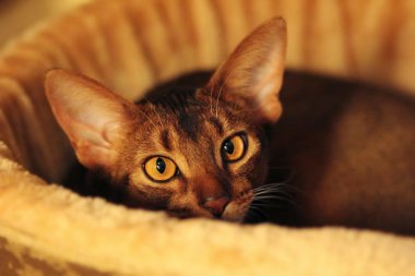 Onun yatakta yatarken sakin purebred abyssinian kedi