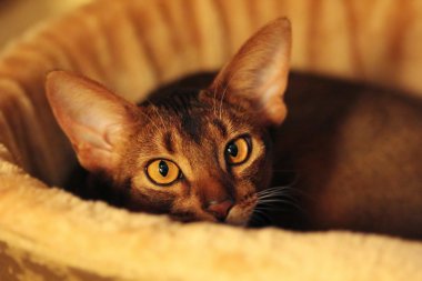 Calm purebred abyssinian cat lying on its bed clipart