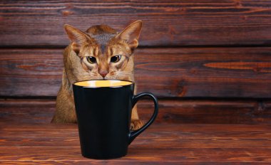 Habeş kedisi büyük siyah bardaktan, evde beslenen hayvan kötü davranış içmeye çalışıyorum