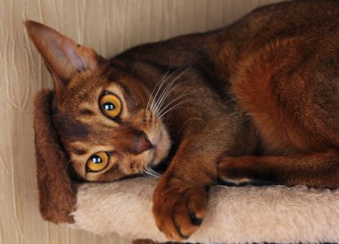 Abyssinian cat lying in cat house clipart