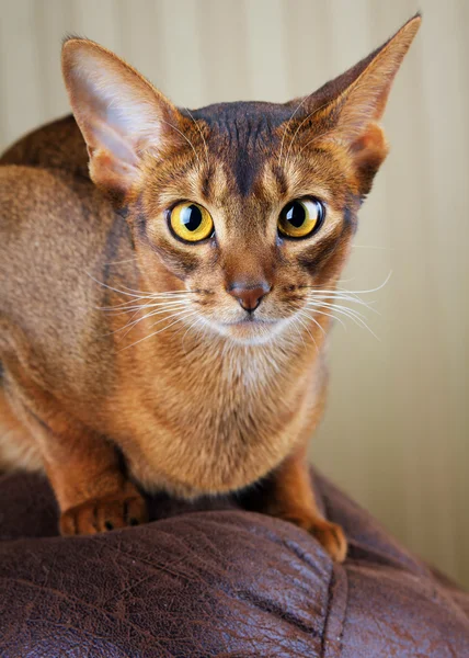 Calme chat abyssinien de race pure couché sur un canapé brun — Photo