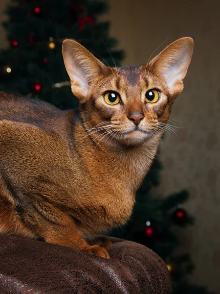 Calm purebred abyssinian cat lying on brown couch