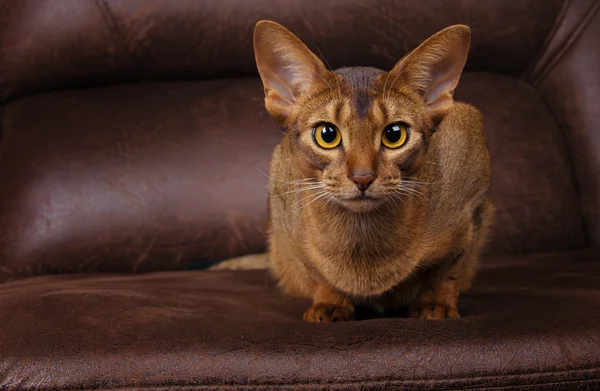 Lugna purebred Abessinier katt ligger på brun soffa — Stockfoto