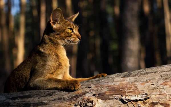 Abissínio gato calmo ao ar livre deitado no tronco da árvore na floresta de pinheiros — Fotografia de Stock