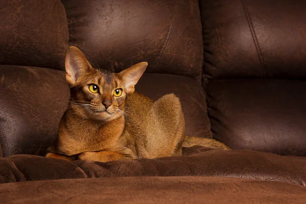 Спокійний одомашнений пташиний кіт лежить на коричневому дивані — стокове фото