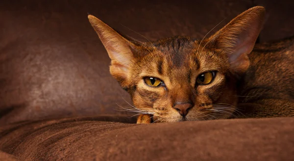 Calm purebred abyssinian cat lying on brown couch