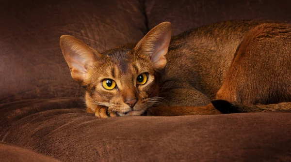 Lugna purebred Abessinier katt ligger på brun soffa — Stockfoto