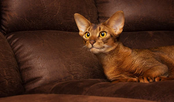 Calme chat abyssinien de race pure couché sur un canapé brun — Photo