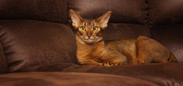 Sakin purebred abyssinian kedi kahverengi kanepede yalan — Stok fotoğraf
