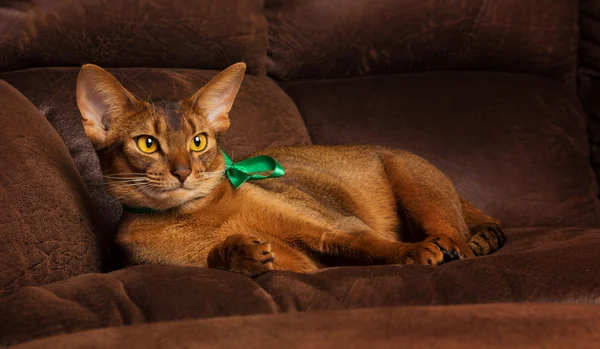 Reinrassige Abessinier-Katze liegt mit grünem Halsband entspannt auf braunem Sofa — Stockfoto