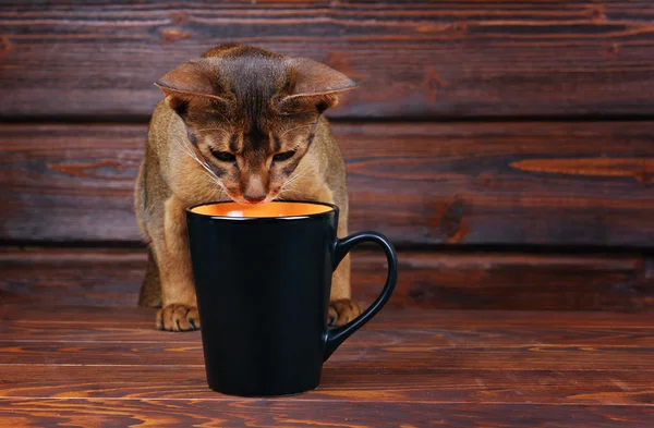 Abessinier-Katze versucht, aus großer schwarzer Tasse zu trinken, streichelt schlechtes Verhalten — Stockfoto