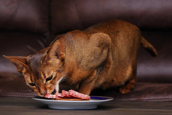 Ефіопська кішка крадіжка м'ясо з таблиці, ПЕТ погану поведінку — стокове фото