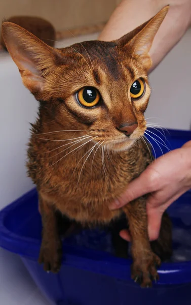 Abessinische Katze badet und sieht traurig aus — Stockfoto