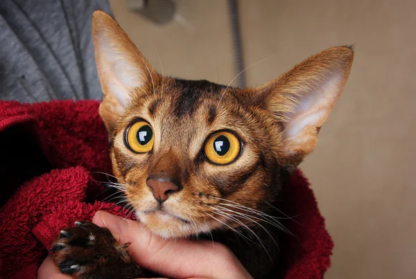 Gatto abissino bagnato in asciugamano rosso nelle mani del padrone — Foto Stock