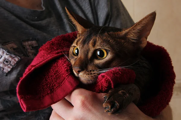Γάτα αβυσσινιακού υγρά στην κόκκινη πετσέτα στα χέρια του πλοιάρχου — Φωτογραφία Αρχείου