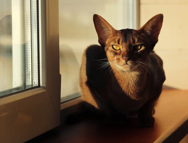 Gato abisinio acostado en un alféizar de ventana — Foto de Stock