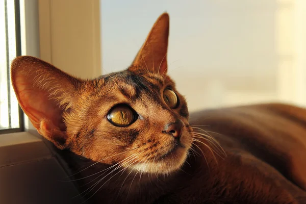 Gato abisinio acostado en un alféizar de ventana — Foto de Stock