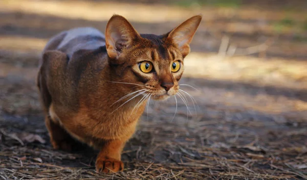 Kot Abisyński polowania w parku — Zdjęcie stockowe