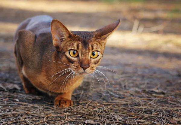 Abyssinian cat hunting in park — Stock Photo, Image