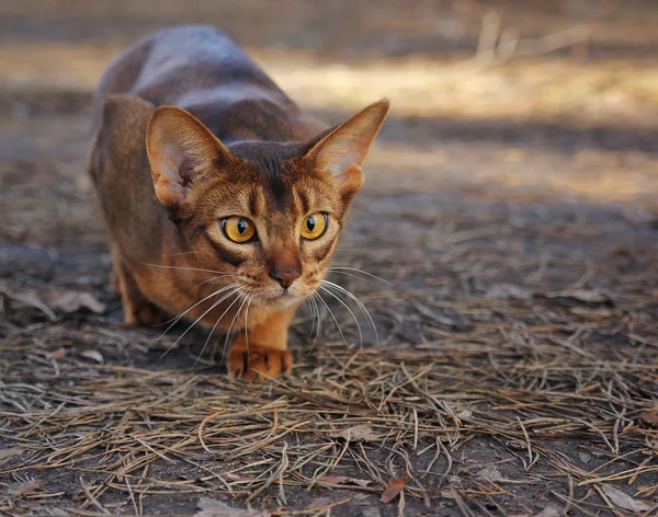 Γάτα αβυσσινιακού κυνήγι στο πάρκο — Φωτογραφία Αρχείου