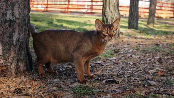 Abessinier katt jakt i park — Stockfoto