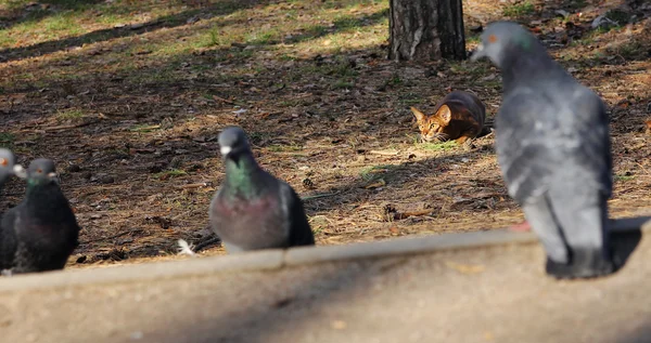 Chat abyssinien est à la recherche de pigeons dans le parc — Photo
