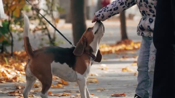 Beagle-Hund auf dem Hintergrund gelber Herbstblätter