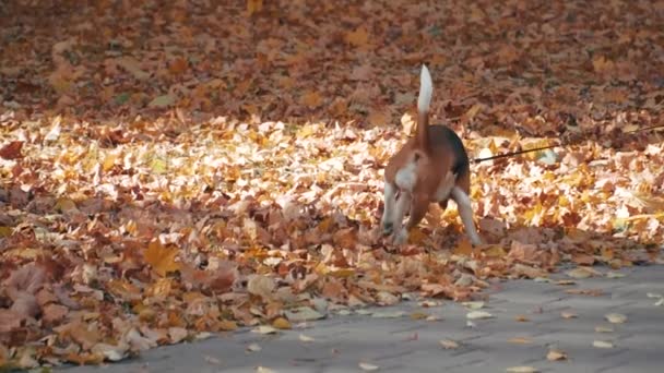 Beagle-Hund auf dem Hintergrund gelber Herbstblätter