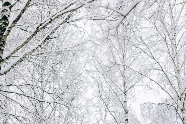 Abstract landscape of black branches covered with fresh snow